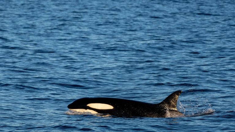 Las orcas se rebelan en el Mediterráneo 