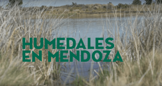 Necesitamos una ley de humedales para Mendoza