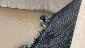 Santiago del Estero: animales muertos y contaminación por modificaciones en canal de agua