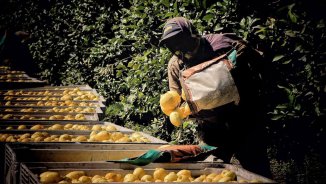 La máquina de exprimir: crónica desde una cosecha del limón