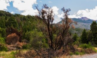 La Cámara Federal de Comodoro Rivadavia ordenó el desalojo a la Lof Pailako Mew del Parque Nacional Los Alerces