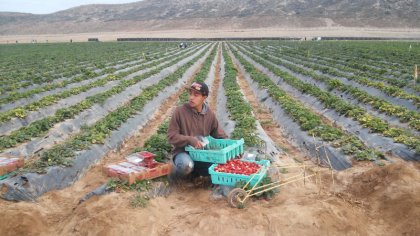 San Quintín: esclavos del siglo XXI