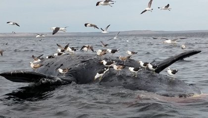 Muerte de ballenas: "La hipótesis más robusta es la exposición a toxinas del fitoplancton"