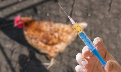 Nocivo efecto del uso de antibióticos en pollos: Podría generar resistencia bacteriana en humanos