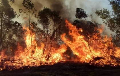 Incendios forestales: los intereses agroindustriales ante la mirada tibia del gobierno