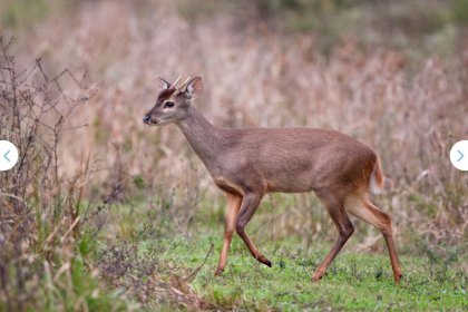 La vida silvestre luego de los incendios: especies animales en peligro