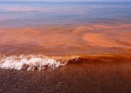 Alerta en Aysen y Chiloé por marea roja