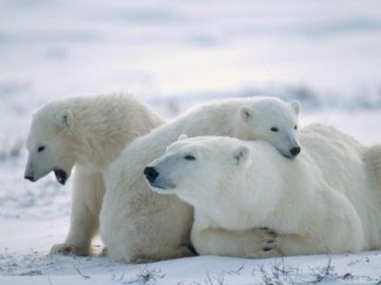 Extinción de especies y crisis medioambiental: Un síntoma del capitalismo