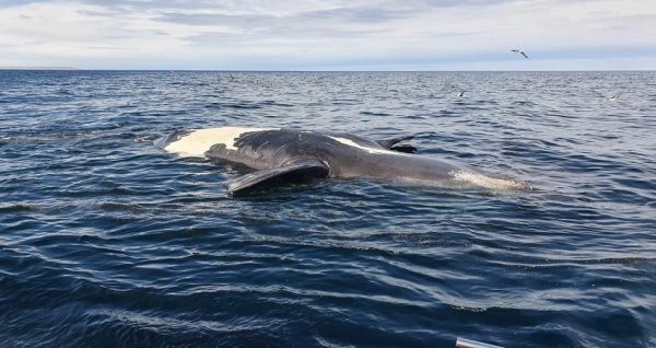 Mortandad de ballenas adultas y juveniles en Península Valdés