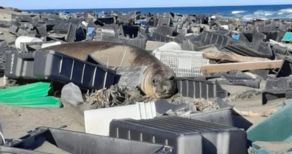 Chubut: Las playas de Península Valdés se transformaron en un basural