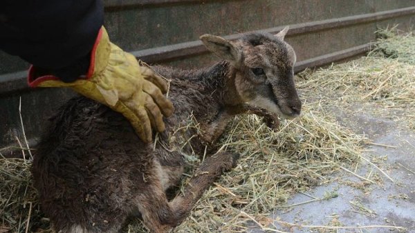 Piden la imputación de la directora del ex-Zoo de Mendoza por la muerte de animales