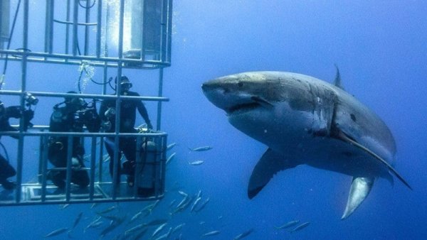 Tiburones: dime qué comes y te diré qué zonas proteger