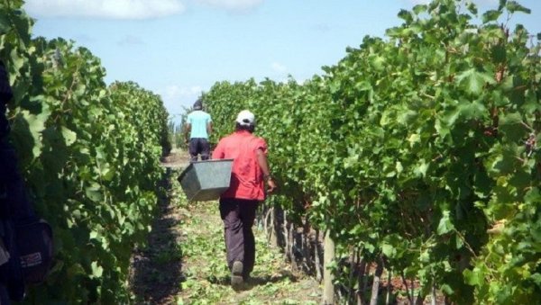 Tarifas impagables en Mendoza: contratistas de viña reciben boletas de luz que superan su sueldo mensual