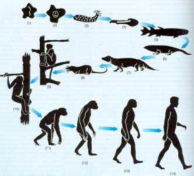 La teoría de la evolución de las especies.