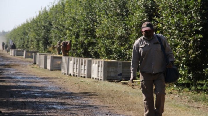 Trabajador rural del citrus en Tucumán. Foto: Pedro Scrouch.