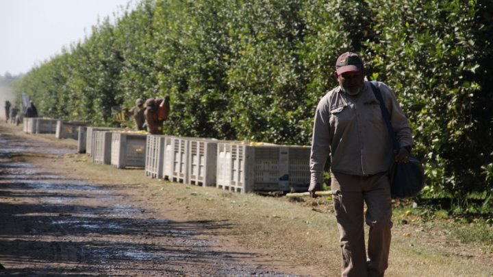 Trabajador rural del citrus en Tucumán. Foto: Pedro Scrouch. 