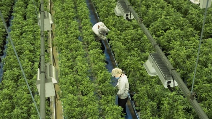 Plantación de cannabis con fines medicinales en Ontario, Canadá | Sean Kilpatrick - The Canadian Press