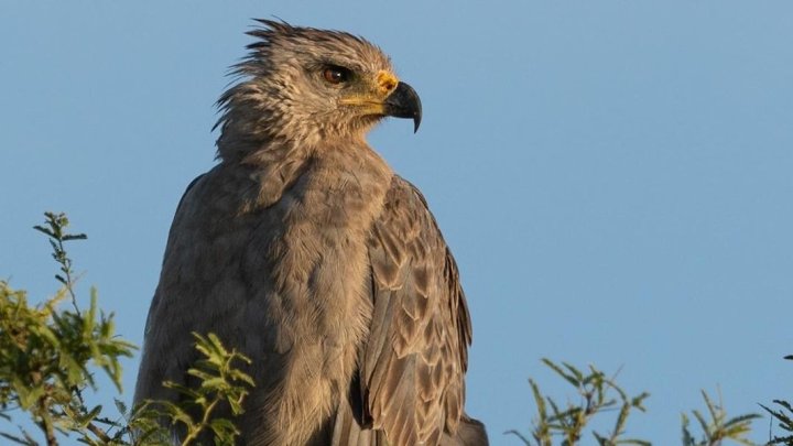 Águila coronada (<i>Buteogallus coronatus</i>), especie en peligro. Foto: ig @gabriel.delasala