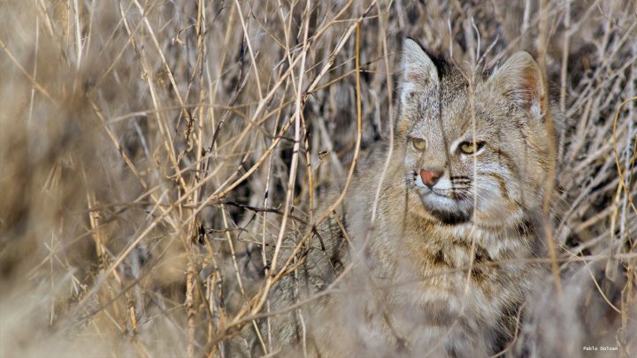 Gato del pajonal (<i>Leopardus pajeros</i>), especie en peligro. Foto: Pablo Dolsan 