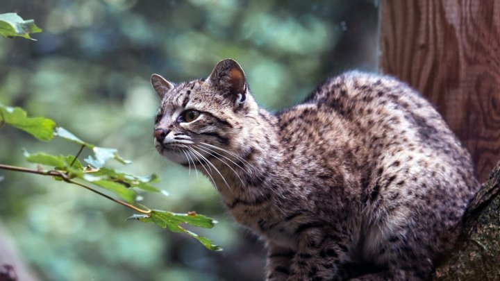 Gato montés (<i>Leopardus geoffroyi</i>), especie vulnerable. Foto: Alexander Oehrle