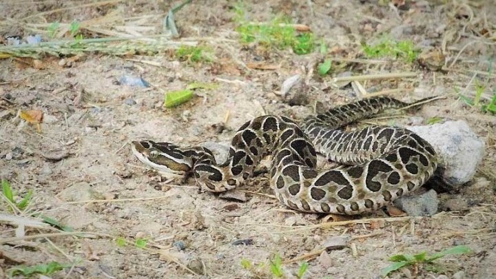 Yarará grande (<i>Bothrops alternatus</i>) Foto: Héctor Horacio García