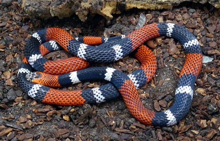 Serpiente de coral chaqueña (<i>Micrurus phyrrocryptus</i>).