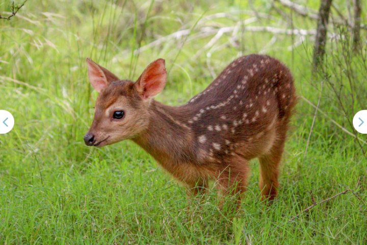 Corzuela parda (<i>Mazama gouazoubira</i>), especie vulnerable. Foto: Darío Podestá