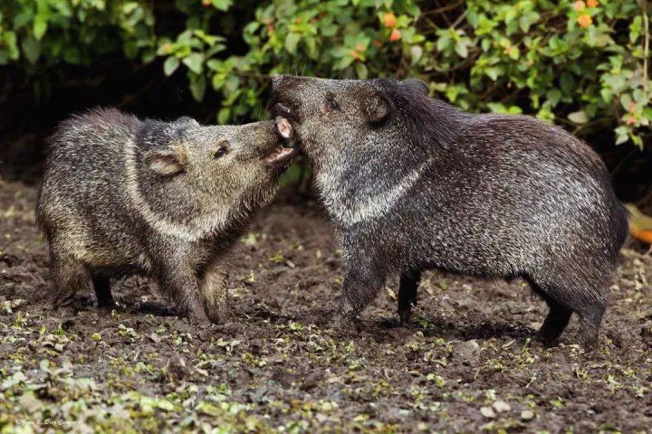 Pecarí de collar (<i>Pecari tajacu</i>), especie en peligro. Foto: ig @gonzalo_proyectobio