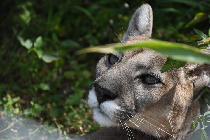 Puma (<i>Puma concolor</i>), especie vulnerable. Foto: Prensa Cba