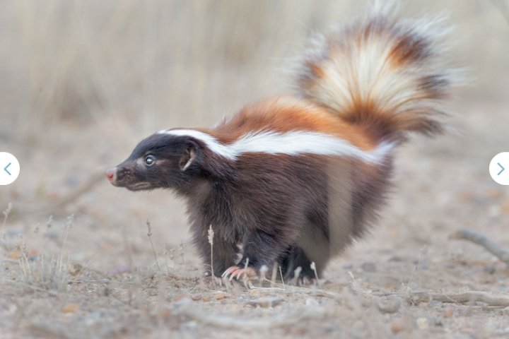 Zorrino (<i>Conepatus chinga</i>). Foto: Darío Podestá